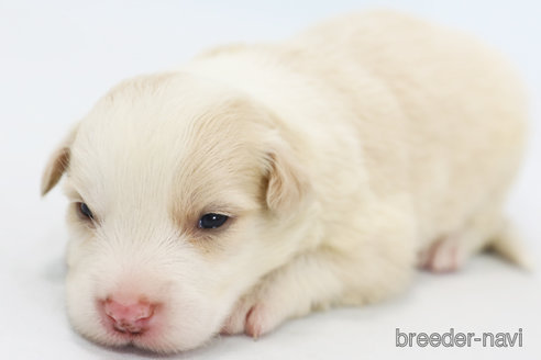 成約済の神奈川県のボーダーコリー-327510の9枚目